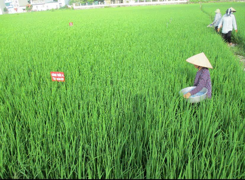 Canh tác lúa – tôm